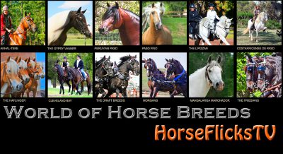 World of Horse Breeds