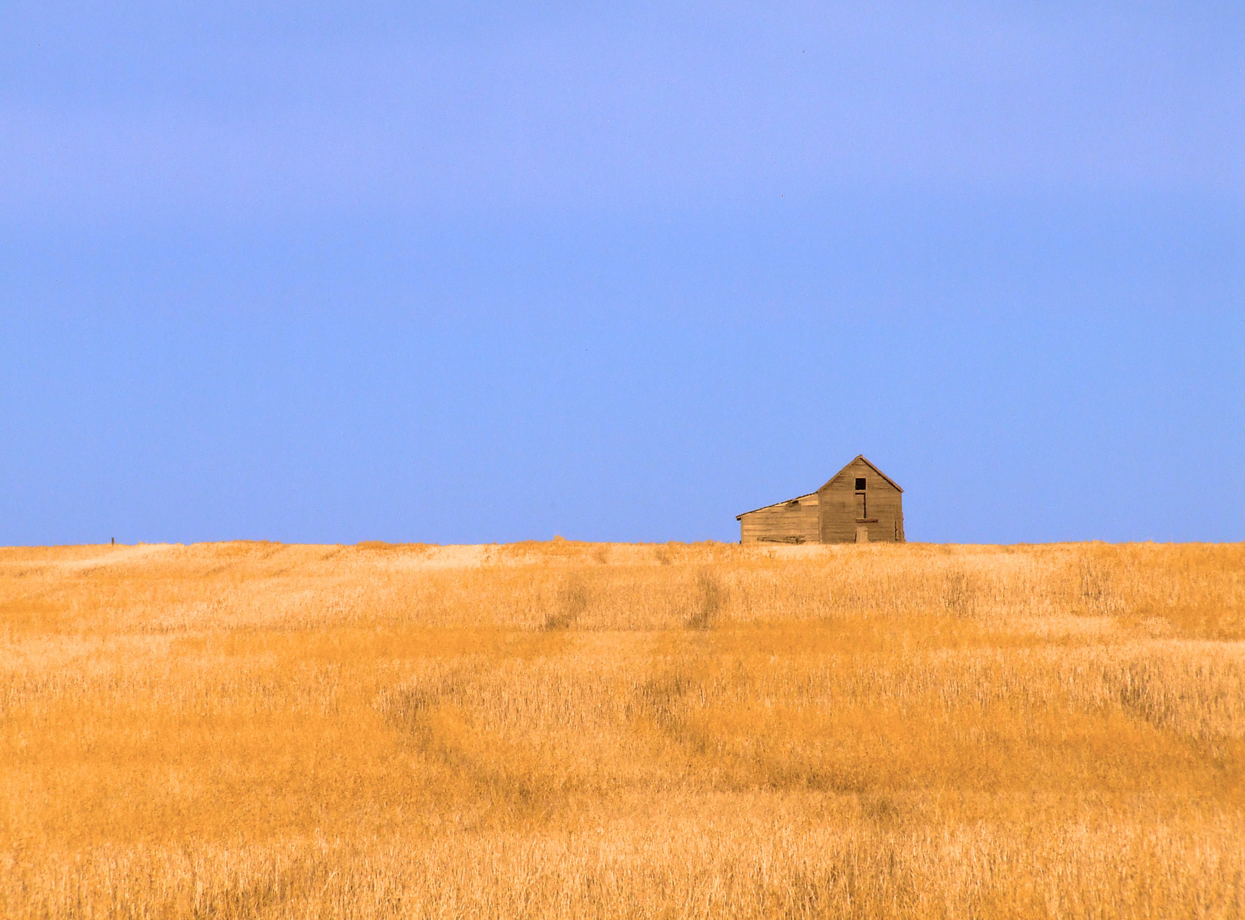 Weathered barn on a golden prairie field under a blue sky